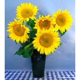 Van Gogh Sunflower: Ornamental by Renee's Seeds