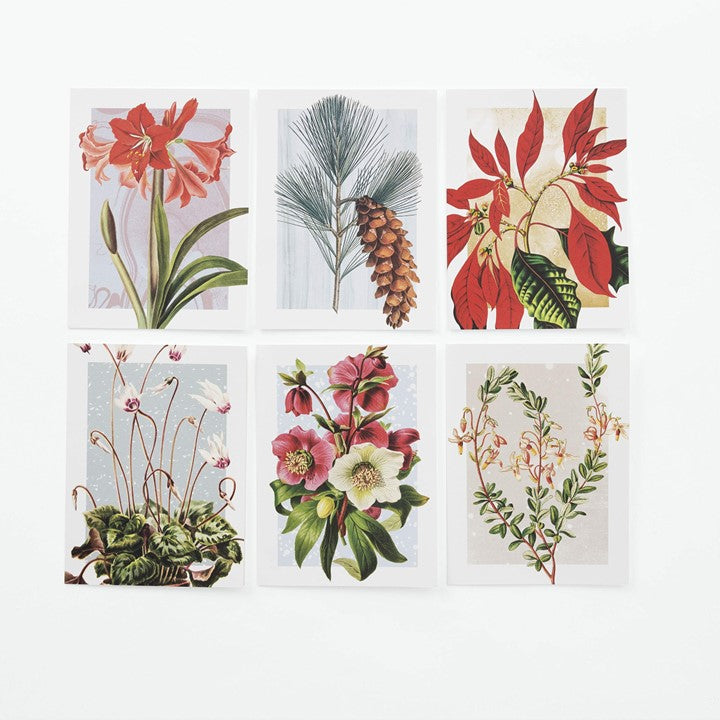 Winter Botanicals: Note Cards and Envelopes: Set of 12 Cards  by The New York Botanical Garden