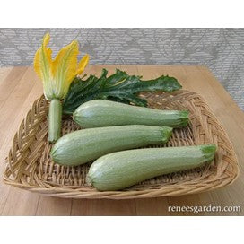Zucchini: Organic Heirloom Italian : Ortolana di Faenza by Renee's Seeds
